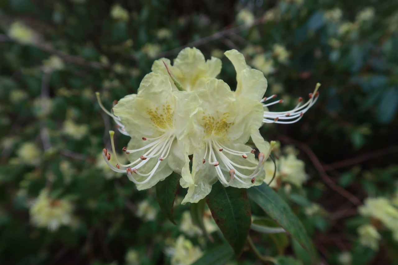 R. lutescens
